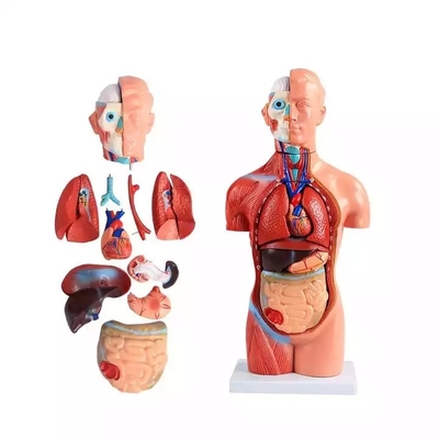Medical Science Teaching 85cm Human Torso Model PVC Plastic Detachable Anatomy Demonstration Model